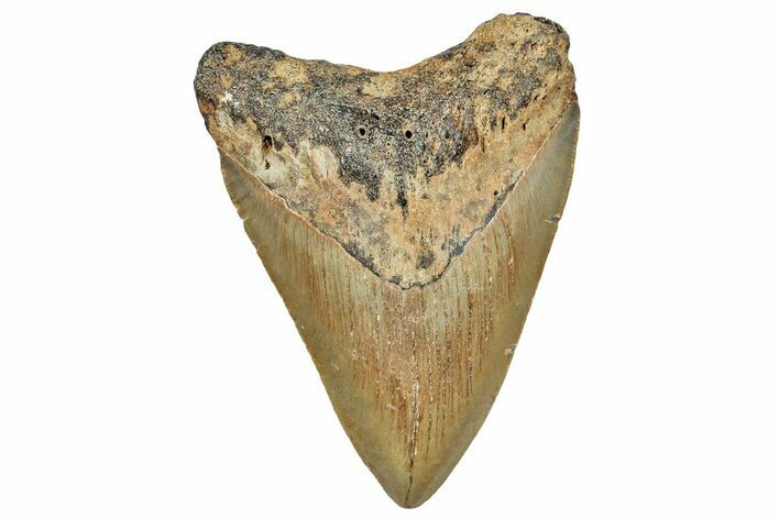 Fossil Megalodon Tooth - North Carolina #245740